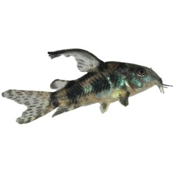 Коридорас крапчатый обычный, альбинос (Corydoras paleatus) Коридорас крапчатый обычный, альбинос (Corydoras paleatus)