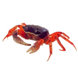 Радужный краб (Cardisoma armatum)  Радужный краб (Cardisoma armatum)