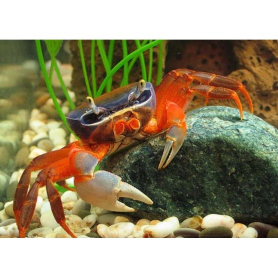 Crab curcubeu (Cardisoma armatum) 
