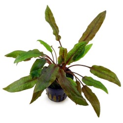 Криптокорина Ми Ойя (Cryptocoryne wendtii Mi Oya) Криптокорина Ми Ойя (Cryptocoryne wendtii Mi Oya)