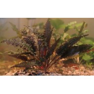 Криптокорина Ми Ойя (Cryptocoryne wendtii Mi Oya)