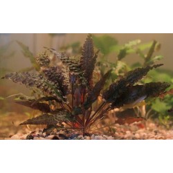 Криптокорина Ми Ойя (Cryptocoryne wendtii Mi Oya) Криптокорина Ми Ойя (Cryptocoryne wendtii Mi Oya)