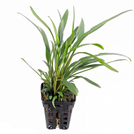Криптокорина блестящая Люценс (Cryptocoryne Lucens) Криптокорина блестящая Люценс (Cryptocoryne Lucens)
