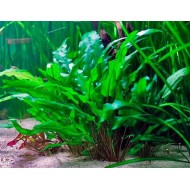 Криптокорина желтая или лютея (Cryptocoryne lutea)