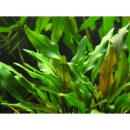 Криптокорина желтая или лютея (Cryptocoryne lutea) Криптокорина желтая или лютея (Cryptocoryne lutea)
