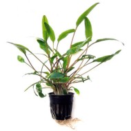 Криптокорина желтая или лютея (Cryptocoryne lutea) Криптокорина желтая или лютея (Cryptocoryne lutea)