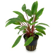Криптокорина Бекетта (Cryptocoryne beckettii) Криптокорина Бекетта (Cryptocoryne beckettii)