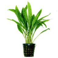 Криптокорина апоногетонолистная (Cryptocoryne aponogetifolia)  Криптокорина апоногетонолистная (Cryptocoryne aponogetifolia)