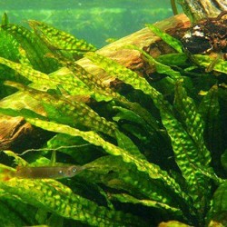 Криптокорина апоногетонолистная (Cryptocoryne aponogetifolia)  Криптокорина апоногетонолистная (Cryptocoryne aponogetifolia)