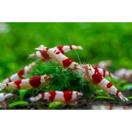 Креветка красный кристалл (Crystal Red Shrimp) 