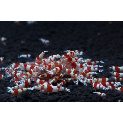 Креветка красный кристалл (Crystal Red Shrimp)  Креветка красный кристалл (Crystal Red Shrimp)