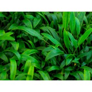 Криптокорина блестящая Люценс (Cryptocoryne Lucens) Криптокорина блестящая Люценс (Cryptocoryne Lucens)