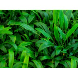 Криптокорина блестящая Люценс (Cryptocoryne Lucens) Криптокорина блестящая Люценс (Cryptocoryne Lucens)