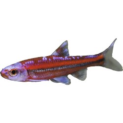 Нотропис радужный (Notropis chrosomus) Нотропис радужный (Notropis chrosomus)