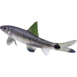 Кроссохейл сетчатый "Бородоед" (Crossocheilus reticulatus) Кроссохейл сетчатый "Бородоед" (Crossocheilus reticulatus)