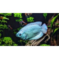 Лялиус небесно- голубой (Colisa lalia Sky Blue)
