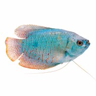 Лялиус небесно- голубой (Colisa lalia Sky Blue)