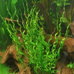Эхинодорус везувий (Echinodorus Vesuvius) Эхинодорус везувий (Echinodorus Vesuvius)