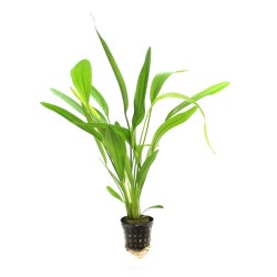 Эхинодорус Виридис (Echinodorus "Wiridis") Эхинодорус Виридис (Echinodorus "Wiridis")
