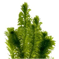 Элодея денса (Egeria densa)  Элодея денса (Egeria densa)