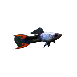 Гуппи Black Fire Endler (Poecilia wingei 'Black Fire') Гуппи Black Fire Endler (Poecilia wingei 'Black Fire')