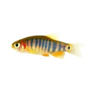 Микрорасбора Эритромикрон (Microrasbora Erythromicron) Микрорасбора Эритромикрон (Microrasbora Erythromicron)