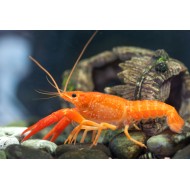 Оранжевый карликовый рак (Cambarellus patzcuarensis sp. Orange) Оранжевый карликовый рак (Cambarellus patzcuarensis sp. Orange)