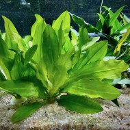 Эхинодорус большой (Echinodorus major)