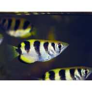 Полосатый брызгун (Toxotes jaculatrix)