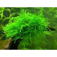 Мох королевский  (Amblystegiaceae sp. Manaus, Queen moss) Мох королевский  (Amblystegiaceae sp. Manaus, Queen moss)