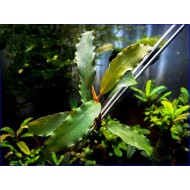 Bucephalandra sp. Black Pearl aka. Odin