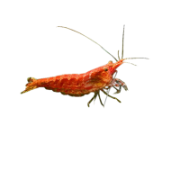 Креветка Черри/Неокардина (Neocaridina heteropoda) Креветка Черри/Неокардина (Neocaridina heteropoda)