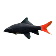 Лабео биколор (Labeo bicolor)