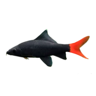 Лабео биколор (Labeo bicolor)