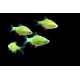 Barbus GloFish verde  (Puntius tetrazona Glofish)