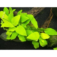 Анубиас нана золотой (Anubias nana sp golden) Анубиас нана золотой (Anubias nana sp golden)