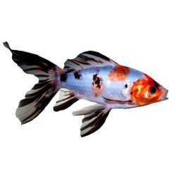 Комета ситцевая шубункин (Carassius auratus)  Комета ситцевая шубункин (Carassius auratus)