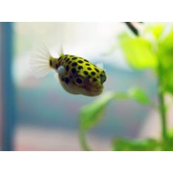 Tetradon verde (lat. Tetraodon nigroviridis)