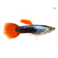 Гуппи красный смокинг (Poecilia reticulata Red Tuxedo) Гуппи красный смокинг (Poecilia reticulata Red Tuxedo)
