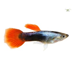 Гуппи красный смокинг (Poecilia reticulata Red Tuxedo) Гуппи красный смокинг (Poecilia reticulata Red Tuxedo)