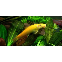 Гиринохейлус желтый водорослеед (Gyrinocheilus aymonieri) 