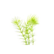 Гидротрихе (Hydrotriche hottoniiflora)