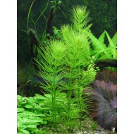 Гидротрихе (Hydrotriche hottoniiflora)