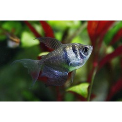 Gymnocorymbus ternetzi