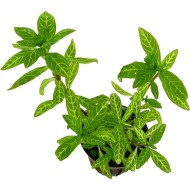 Гигрофила многосеменная (Hygrophila polysperma) Гигрофила многосеменная (Hygrophila polysperma)