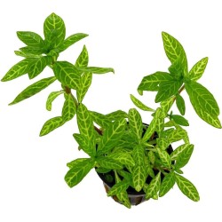 Гигрофила многосеменная (Hygrophila polysperma) Гигрофила многосеменная (Hygrophila polysperma)