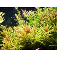 Лимнофила Ароматика Мини / Limnophila Aromatica Mini Лимнофила Ароматика Мини / Limnophila Aromatica Mini