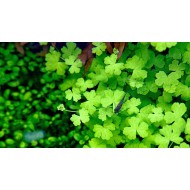 Гидрокотила трипартита (Hydrocotyle tripartita) Гидрокотила трипартита (Hydrocotyle tripartita)