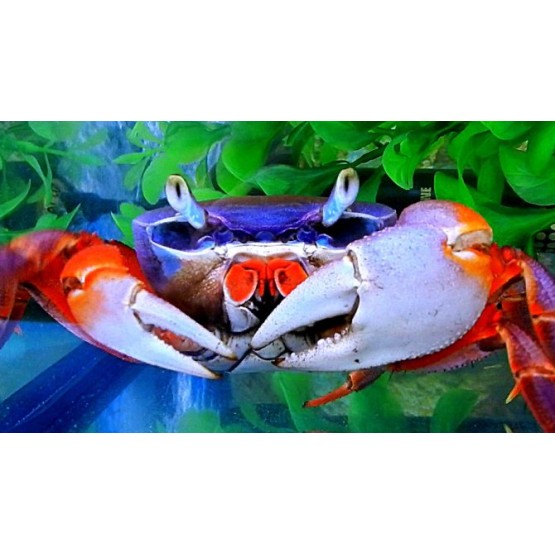 Crab curcubeu (Cardisoma armatum) 