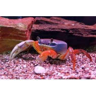 Радужный краб (Cardisoma armatum) 